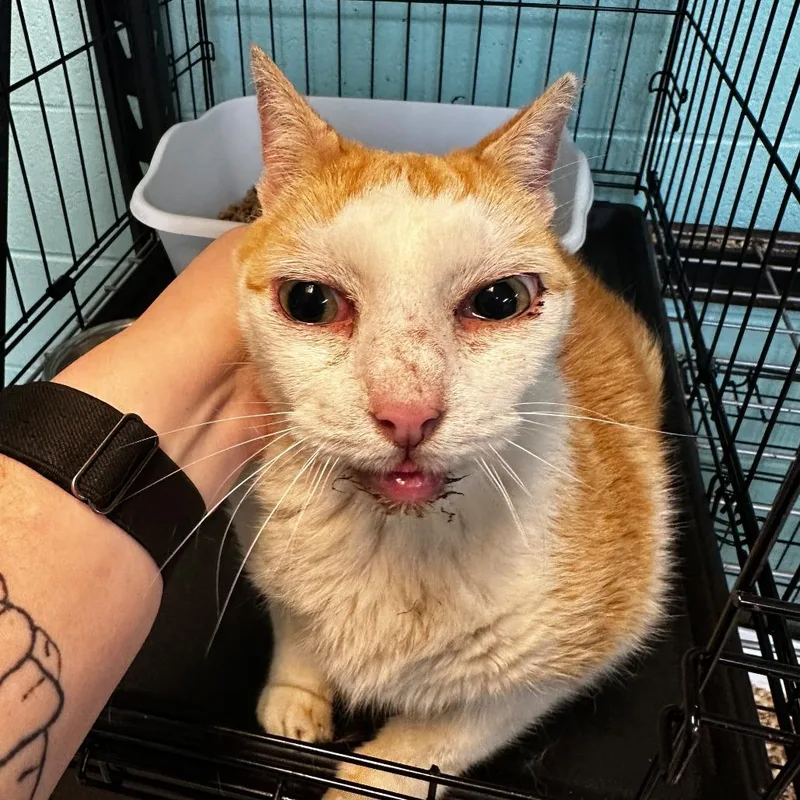 An adult extra large-sized male Orange / Red Domestic Short Hair cat named The Thing for adoption in Gadsden, AL