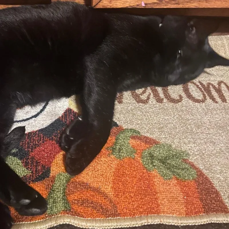 A senior large-sized male Black Domestic Short Hair cat named Midnight for adoption in Newark, NJ