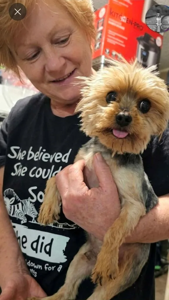 A senior small-sized female Yorkshire Terrier dog named Teeny Tiny Tina Turner for adoption in Milwaukee, WI