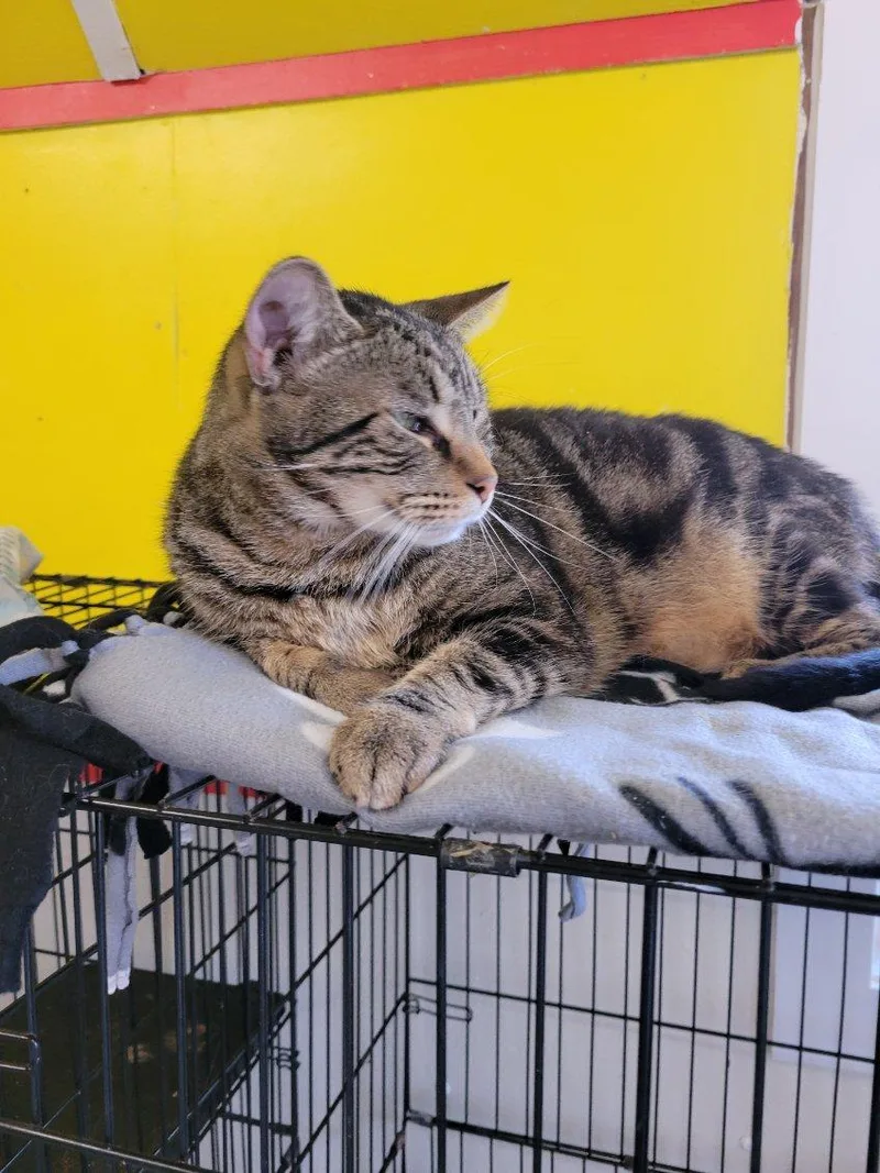 Titanium thumbnail 3