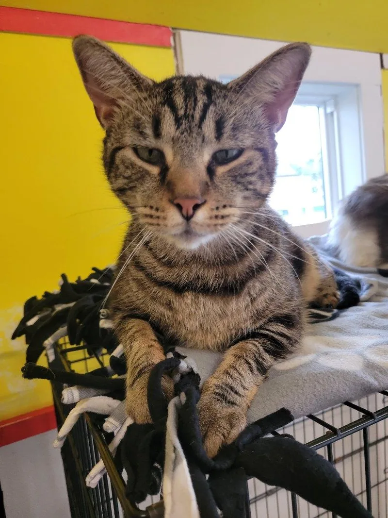 Titanium thumbnail 4