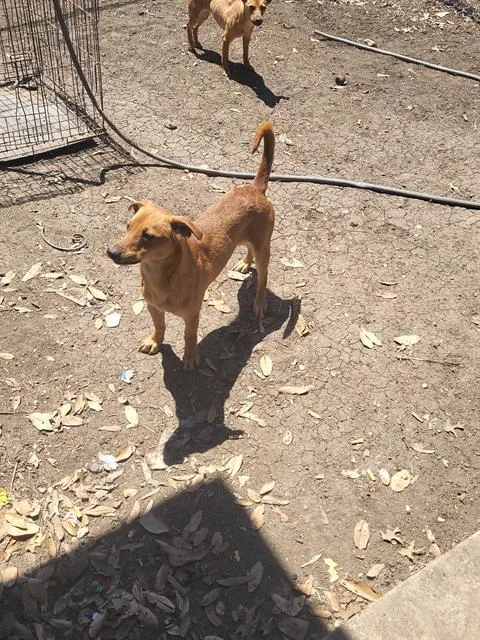 A young small-sized male Terrier dog named Mouser for adoption in San Antonio, TX