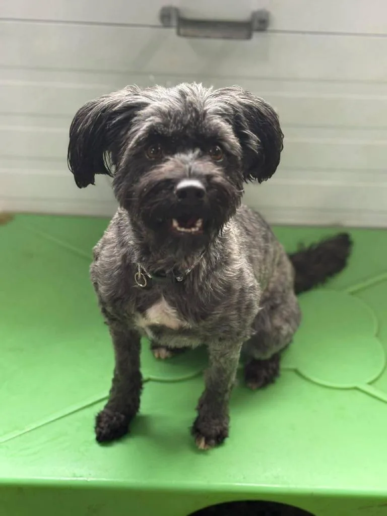 A young medium-sized female Tibetan Terrier dog named Ellie for adoption in Warren, MI