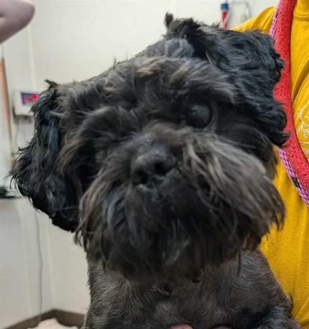 An adult small-sized male Terrier dog named John Henry for adoption in Tucson, AZ