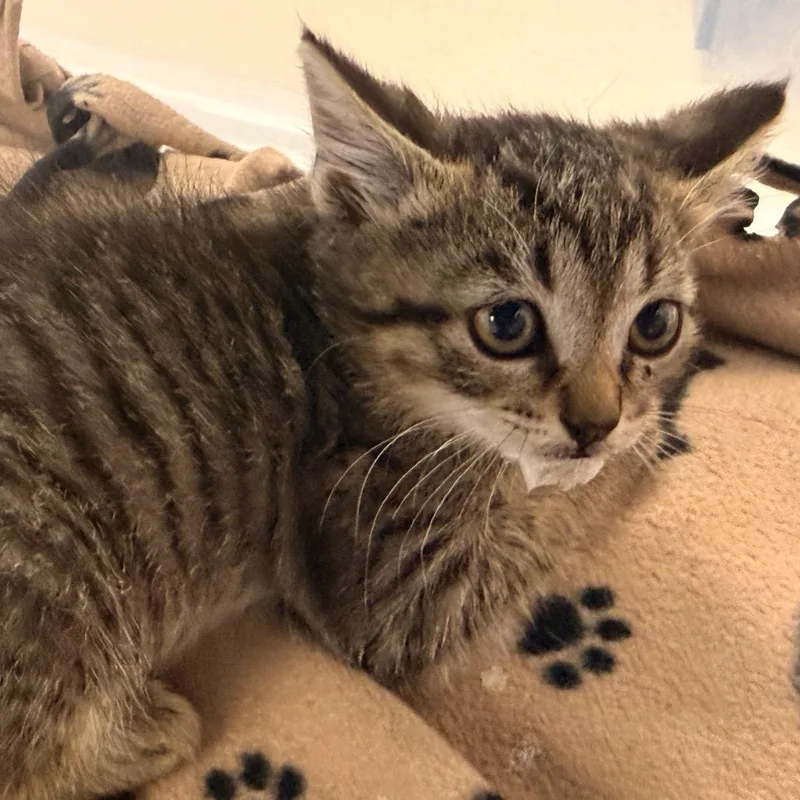A baby small-sized male Brown / Chocolate Domestic Short Hair cat named Mellow for adoption in Evansville, IN