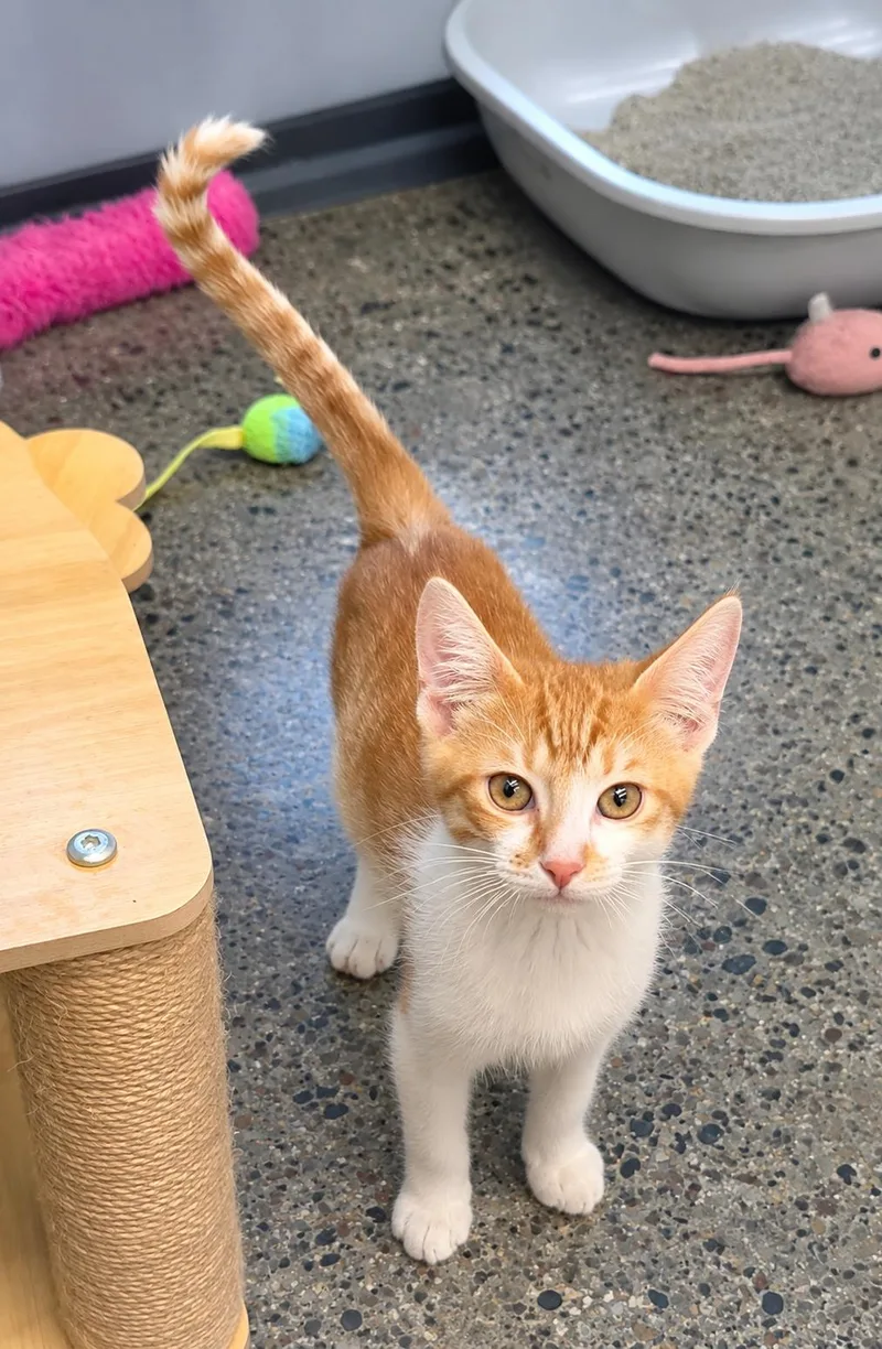 A baby medium-sized male Orange & White Domestic Short Hair cat named Hooey for adoption in Grand Rapids, MI