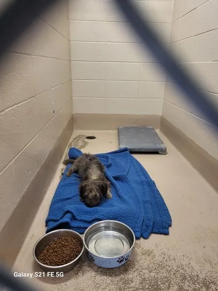 An adult small-sized male Terrier dog named Vc Dolce for adoption in Lawrenceville, GA