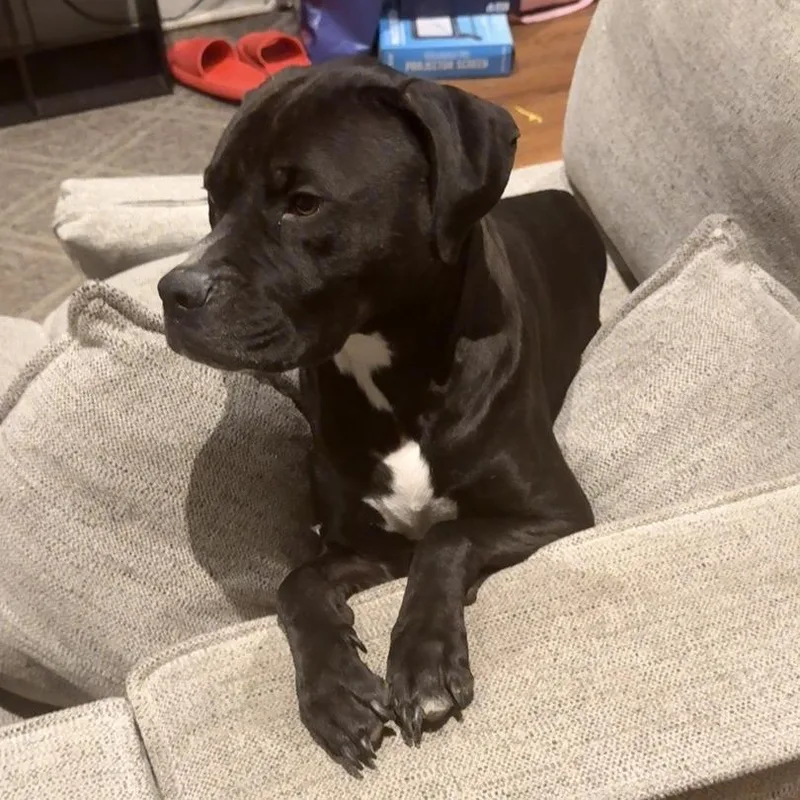 An adult medium-sized male Black English Bulldog dog named Hendricks for adoption in Philadelphia, PA