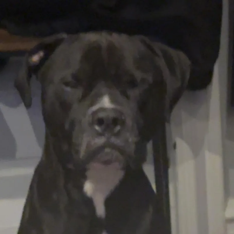 Hendricks thumbnail 2