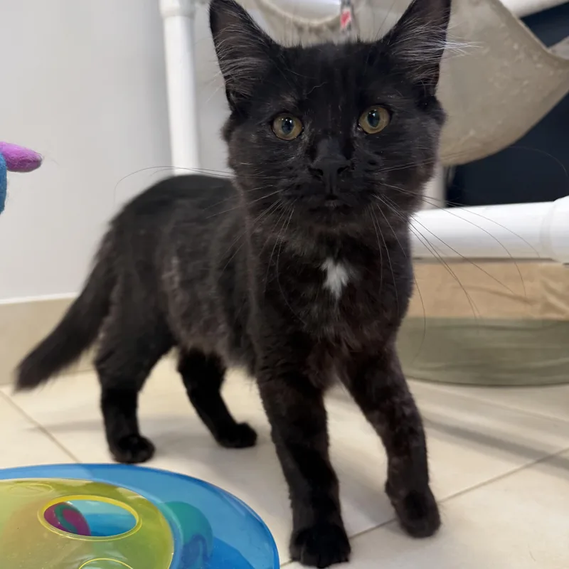 A baby small-sized male Black Domestic Long Hair cat named Caviar for adoption in North Haven, CT