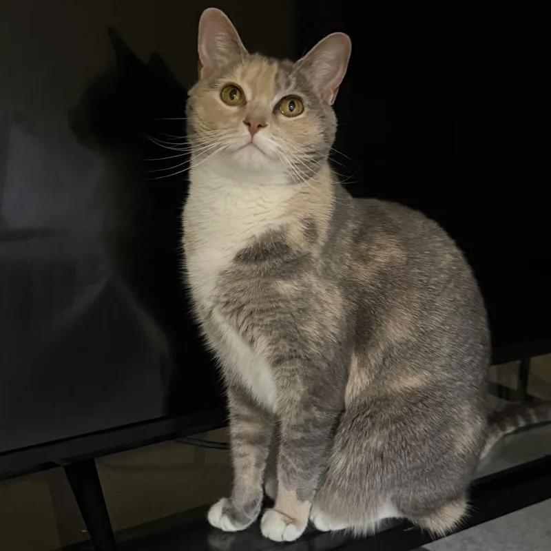 An adult small-sized female Calico Domestic Short Hair cat named Lemon for adoption in Tallahassee, FL