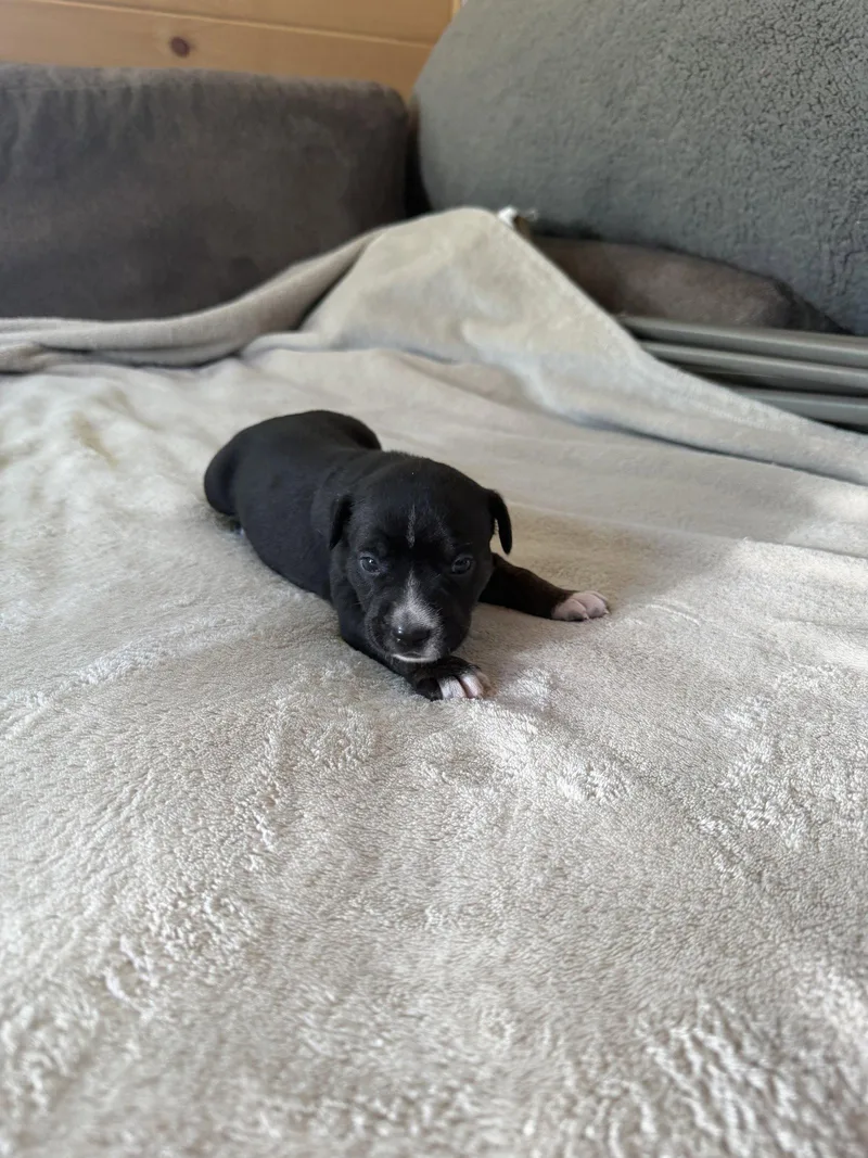 A baby medium-sized female American Staffordshire Terrier dog named Willow Brynns litter for adoption in Holly Springs, NC
