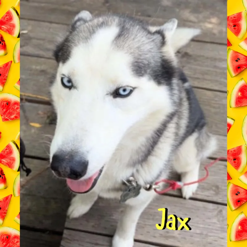 Jax thumbnail 2