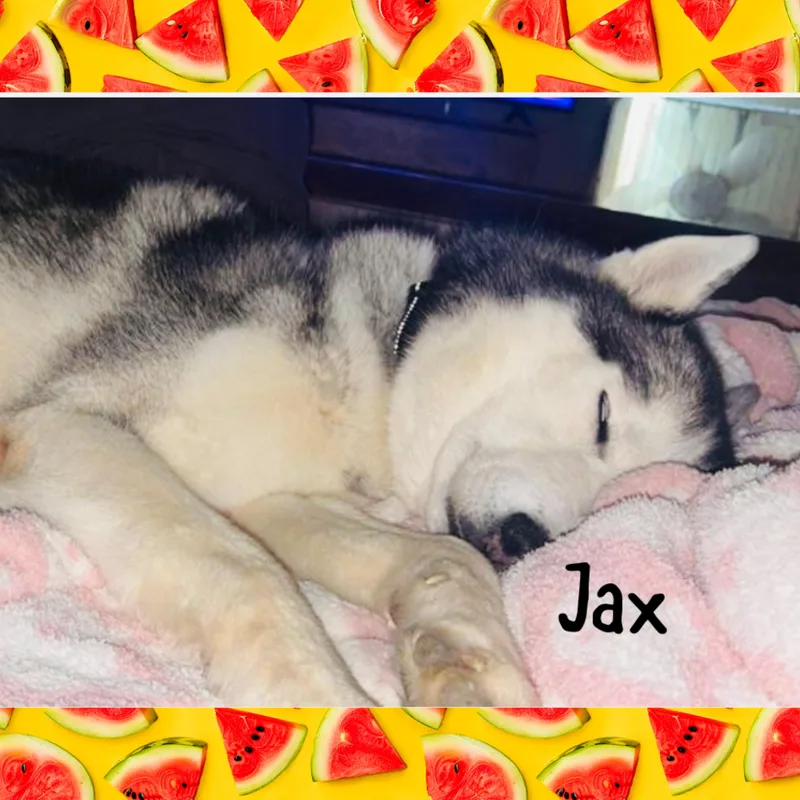 Jax thumbnail 3