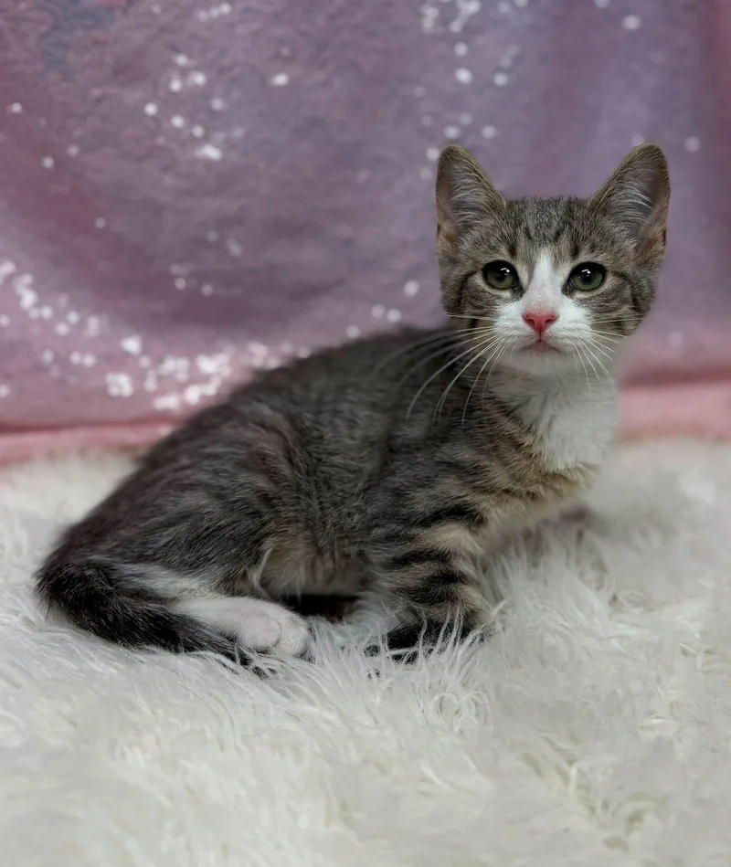 A young medium-sized female Domestic Short Hair cat named Goldfish for adoption in Clarkesville, GA