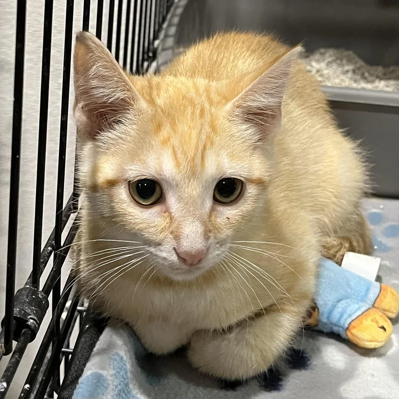 A baby small-sized male Tabby (Orange / Red) Domestic Short Hair cat named Bubba for adoption in Boca Raton, FL