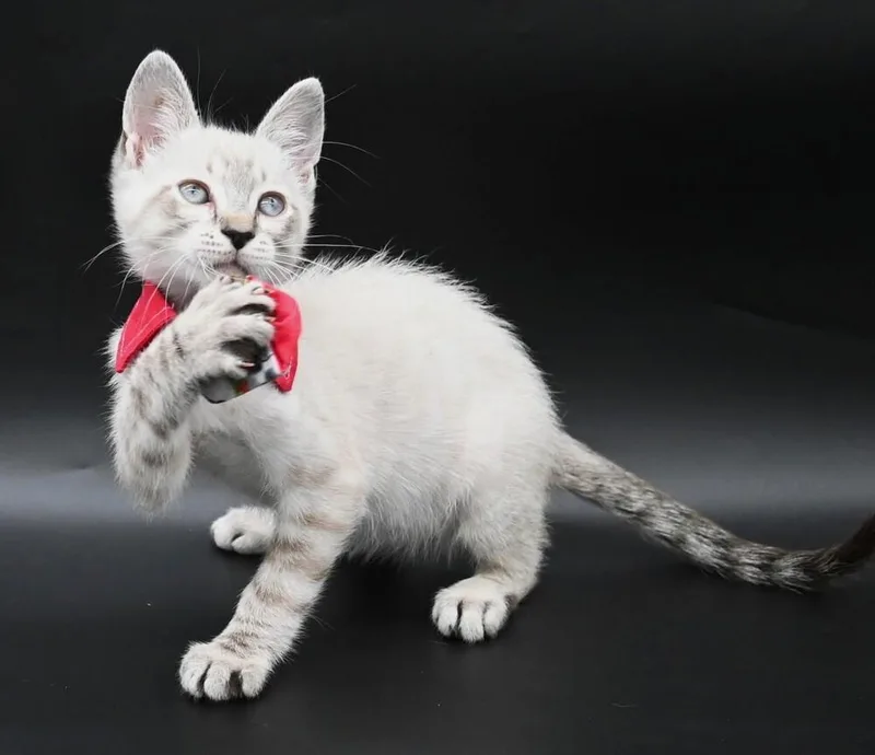A baby medium-sized male Domestic Short Hair cat named Samuel for adoption in Elmsford, NY