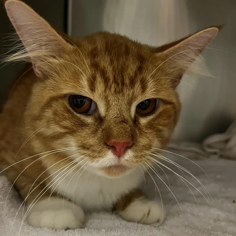 An adult large-sized male Domestic Short Hair cat named Mr. Cheese for adoption in Chattanooga, TN