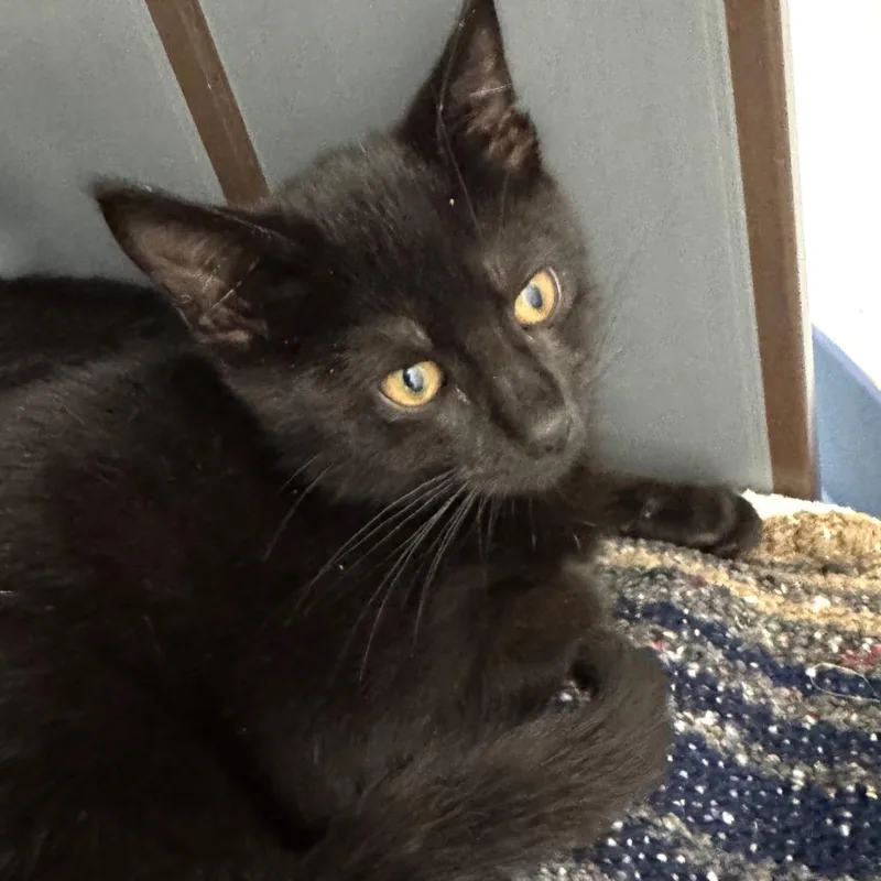 A baby small-sized male Black Domestic Short Hair cat named Dilbert for adoption in West Palm Beach, FL