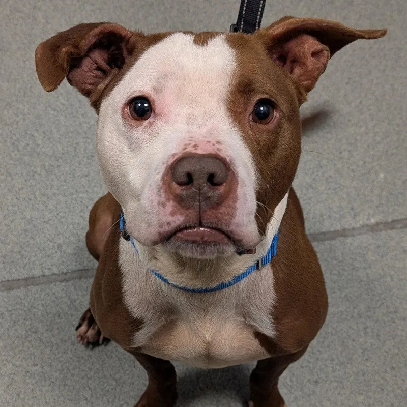 An adult large-sized male American Staffordshire Terrier dog named Jinx for adoption in New Castle, DE
