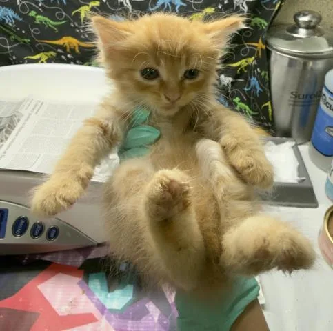 A baby small-sized male Domestic Short Hair cat named A for adoption in Riverside, CA