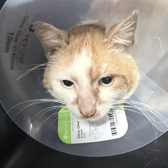 An adult medium-sized male Buff / Tan / Fawn Domestic Short Hair cat named Crypto for adoption in New York, NY