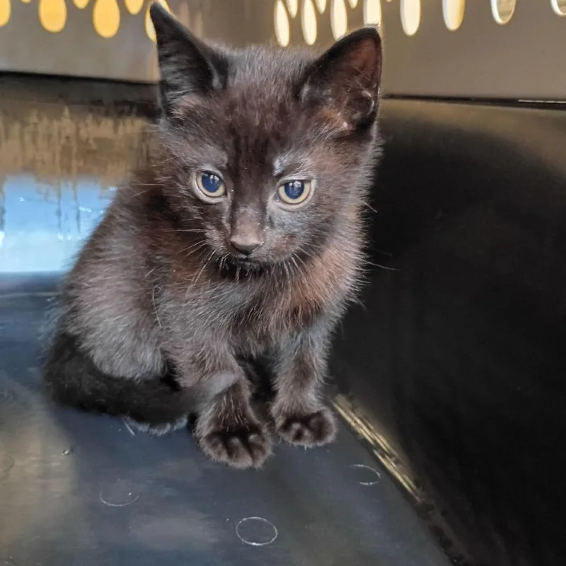 A baby small-sized male Black Domestic Short Hair cat named Mythos for adoption in Lynchburg, VA