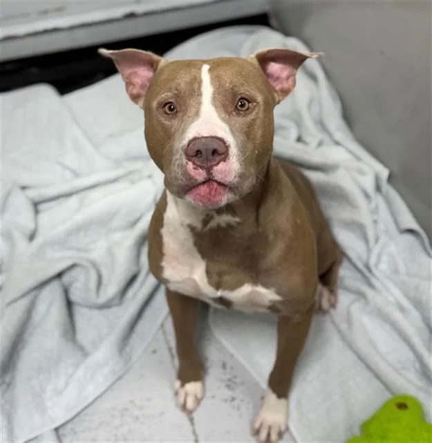 A young large-sized male Pit Bull Terrier dog named Carp for adoption in Conroe, TX