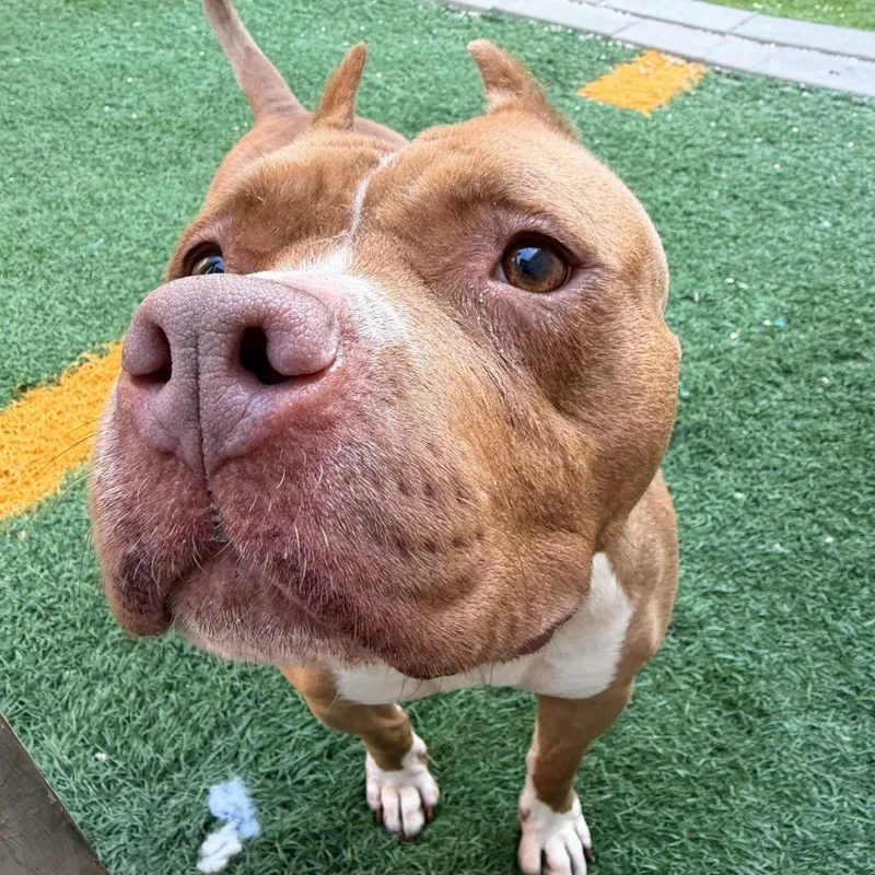 Coco