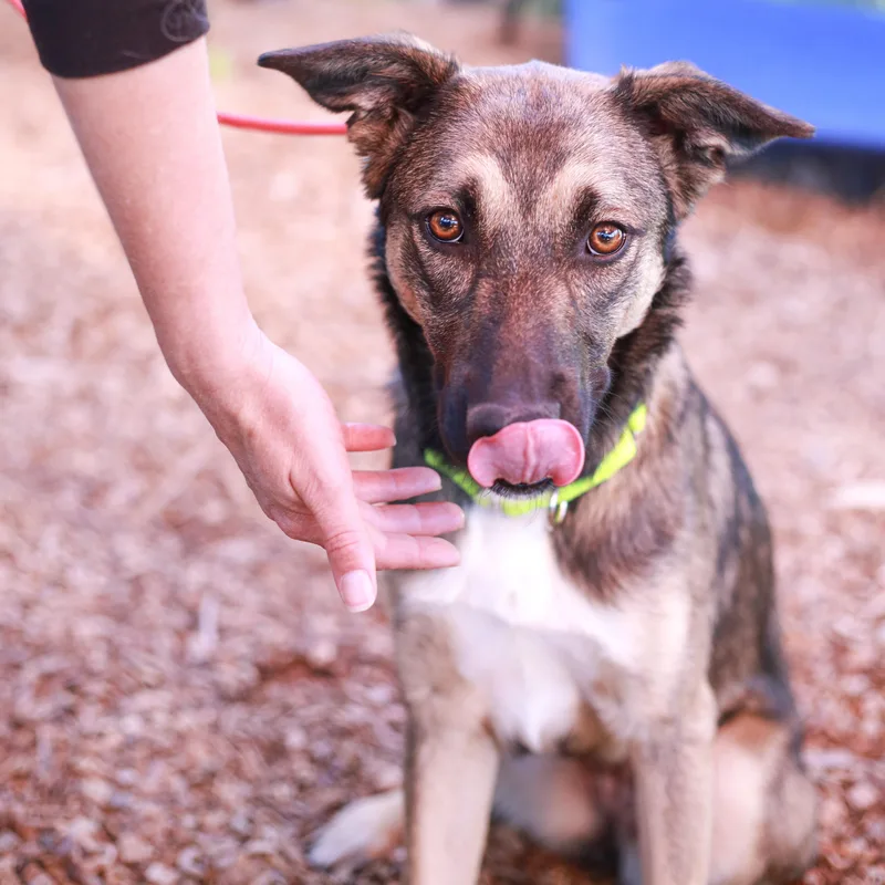 A young medium-sized female German Shepherd Dog dog named Natalie Perfect Size Pup for adoption in Grass Valley, CA