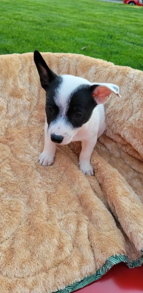 A baby small-sized female Australian Cattle Dog / Blue Heeler dog named Raindrop for adoption in Indianapolis, IN