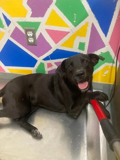 Roxy