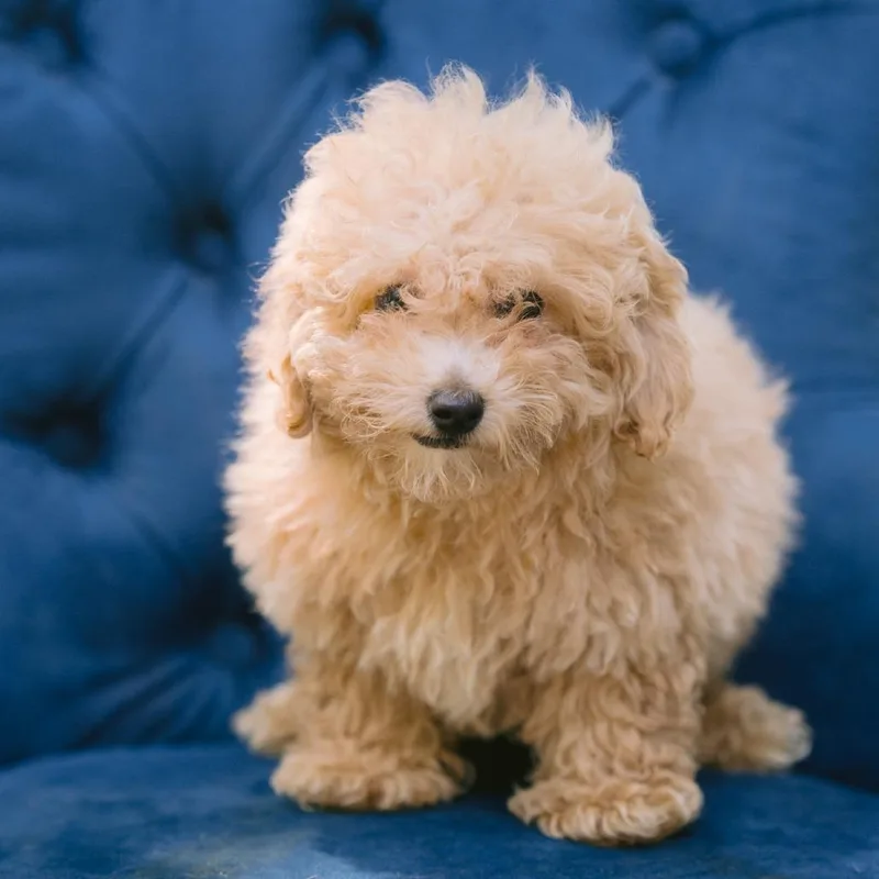 A baby small-sized male Bichon Frise dog named Hydrogen for adoption in Zionsville, IN