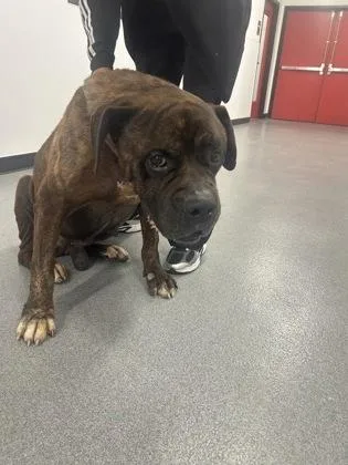 An adult large-sized male Mixed Breed dog named Zeus for adoption in West Chester, PA