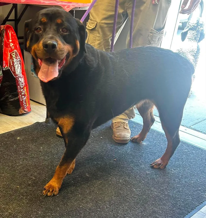 An adult large-sized female Black Rottweiler dog named Journey for adoption in Woodbury, NJ