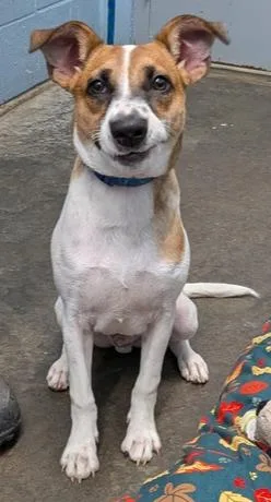 An adult medium-sized male Mixed Breed dog named Nano for adoption in Evansville, IN