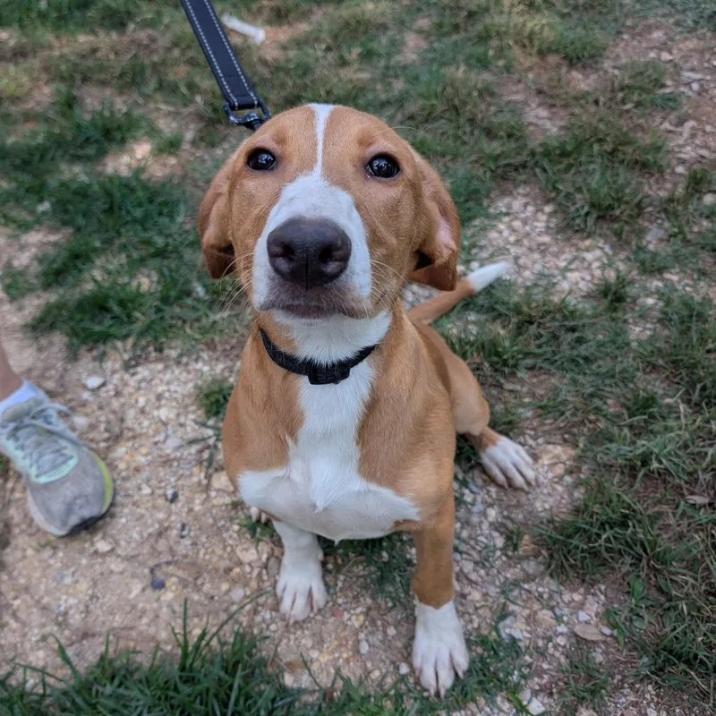 A young medium-sized female Brown / Chocolate Mixed Breed dog named Lindsay for adoption in Leander, TX