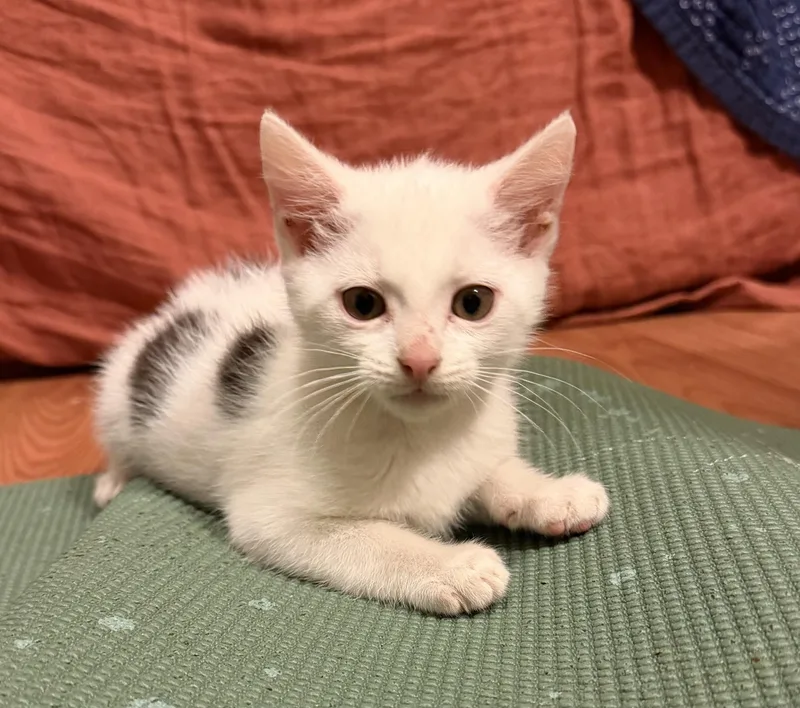 A baby medium-sized male Black Domestic Short Hair cat named Little Brother for adoption in Oriental, NC
