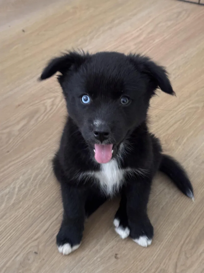 A baby medium-sized female Siberian Husky dog named Cherry Garcia for adoption in Fullerton, CA