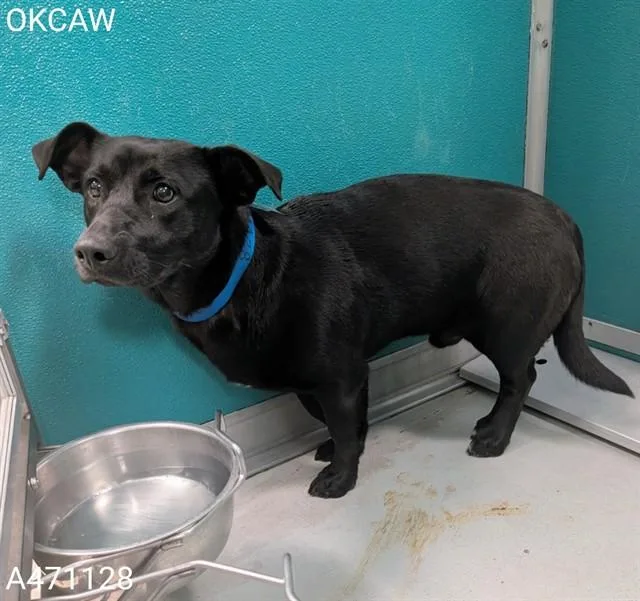 A young medium-sized male Dachshund dog named Taco for adoption in Oklahoma City, OK