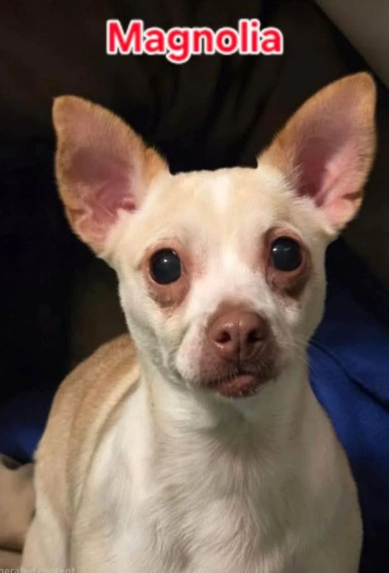 An adult small-sized female Chihuahua dog named Magnolia Wood for adoption in Saunderstown, RI