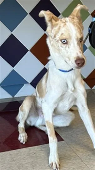 A young medium-sized male Catahoula Leopard Dog dog named Rico A for adoption in Plano, TX