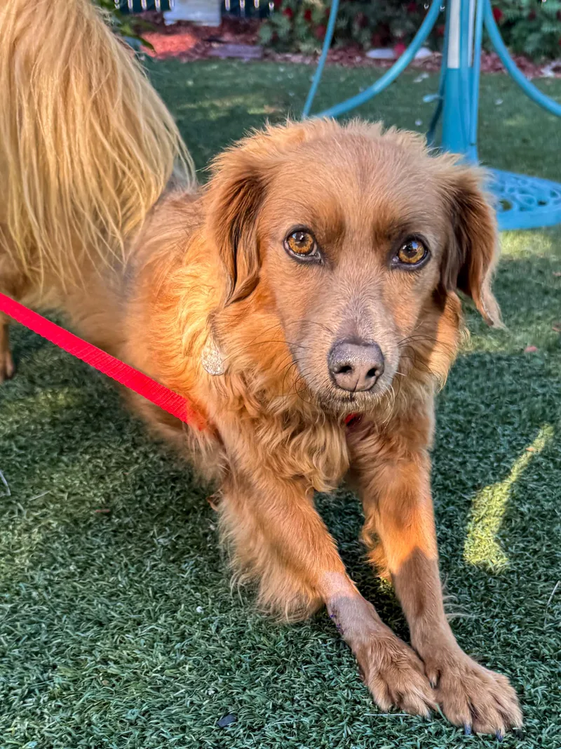 An adult small-sized male Red / Chestnut / Orange Terrier dog named Ambrose for adoption in Fresno, CA