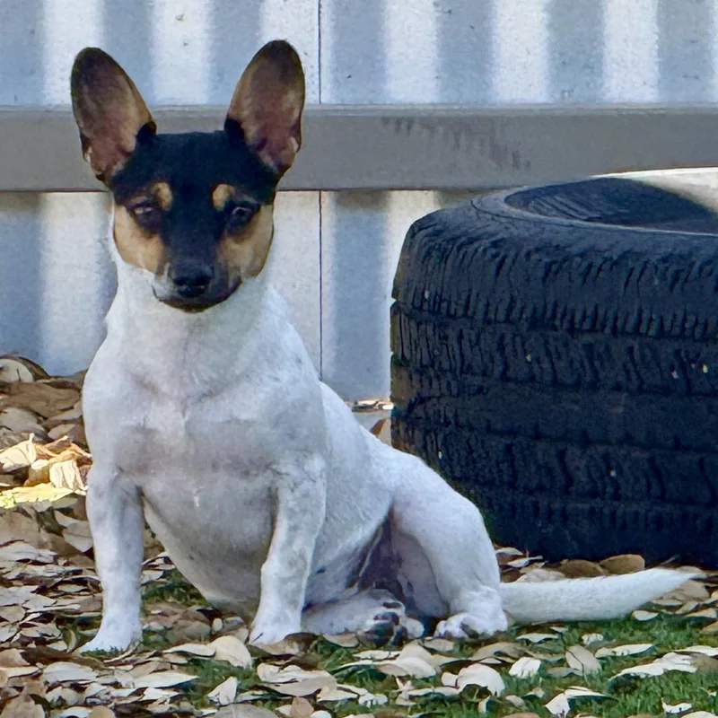 An adult small-sized female Black Rat Terrier dog named Elvira  Pretty Girl for adoption in Hondo, TX