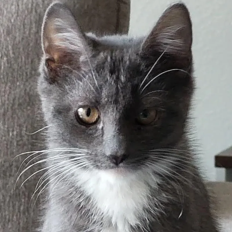 A baby small-sized female Gray & White Domestic Short Hair cat named Bryce for adoption in San Diego, CA