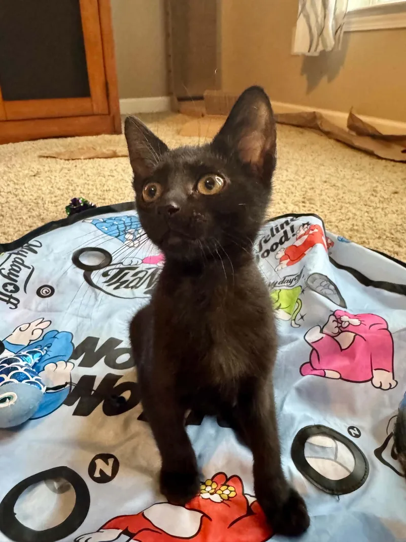 A baby medium-sized female Black Domestic Short Hair cat named Pogo for adoption in Jacksonville, FL