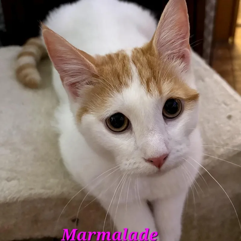 A baby small-sized female White Domestic Short Hair cat named Marmalade for adoption in Hamburg, NY