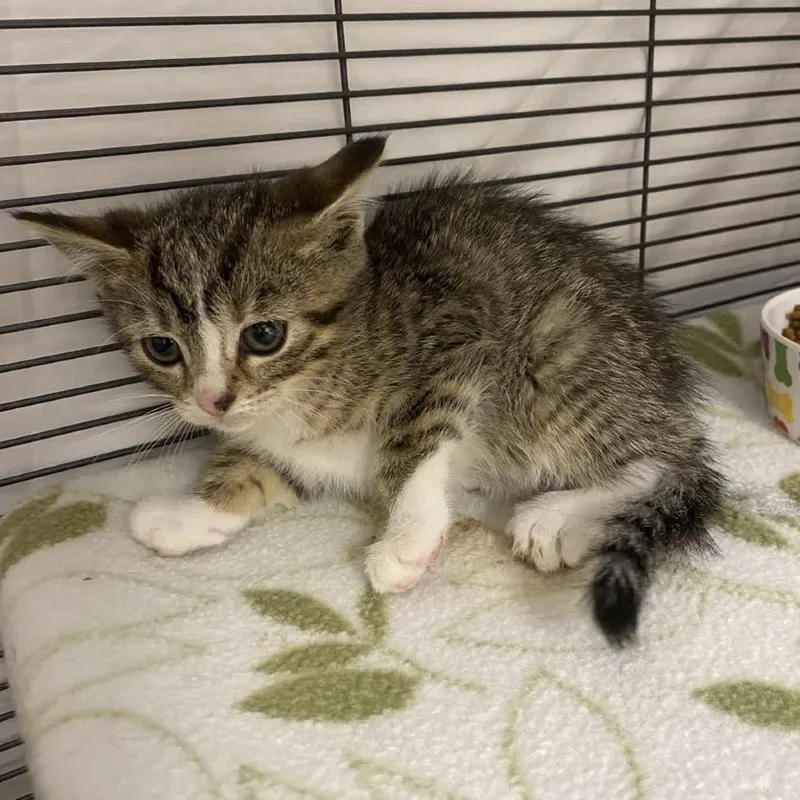 A baby small-sized female Gray / Blue / Silver Domestic Short Hair cat named Libby for adoption in Norfolk, NE