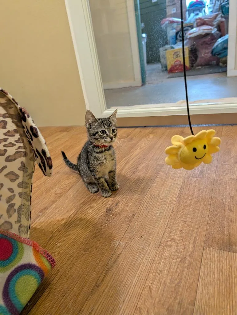 A baby small-sized female Domestic Short Hair cat named Mandy for adoption in Rutherfordton, NC