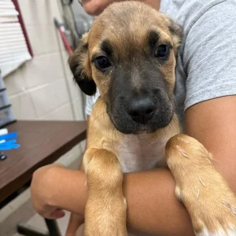 A baby small-sized male Yellow / Tan / Blond / Fawn Shepherd dog named Tom for adoption in Ardmore, OK